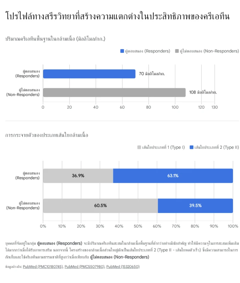 กราฟแสดงโปรไฟล์ทางสรีรวิทยาที่ส่งผลต่อประสิทธิภาพของครีเอทีน เปรียบเทียบปริมาณครีเอทีนพื้นฐานและประเภทเส้นใยกล้ามเนื้อระหว่างผู้ตอบสนอง (Responders) และผู้ไม่ตอบสนอง (Non-Responders)